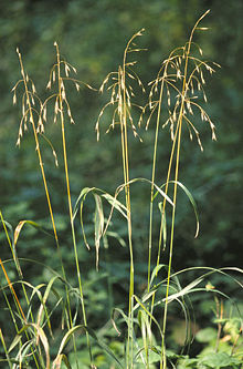 hairy woodland brome